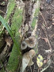 Porotheleaceae