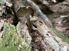 Porotheleaceae