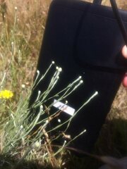 Calocephalus lacteus