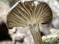 Porotheleaceae