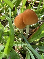 Marasmius vagus