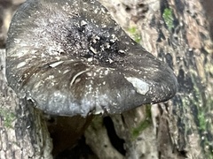 Porotheleaceae