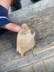 Acanthostracion polygonium