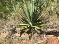 Agave