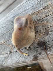 Acanthostracion polygonium