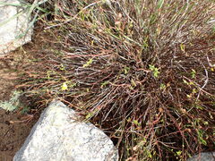 Crocanthemum scoparium