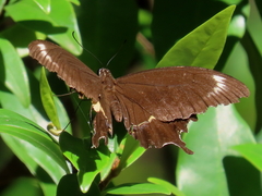 Papilio fuscus
