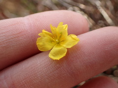 Crocanthemum scoparium