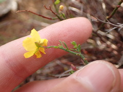 Crocanthemum scoparium