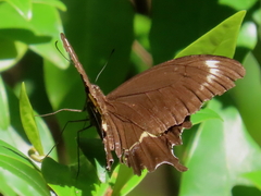 Papilio fuscus