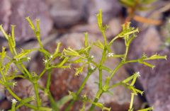 Chorizanthe brevicornu