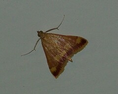 Pyrausta pseudonythesalis
