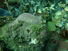 Boreochiton ruber