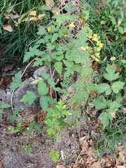 Toxicodendron pubescens