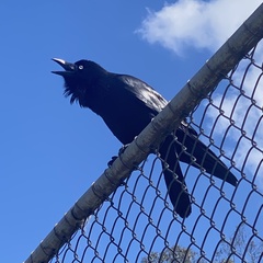 Corvus coronoides