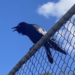 Corvus coronoides