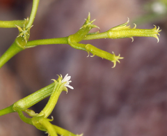 Chorizanthe brevicornu