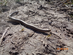 Ophiodes vertebralis