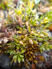 Coprosma petriei