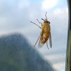 Scaptia