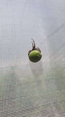 Araneus lathyrinus