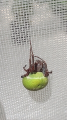Araneus lathyrinus