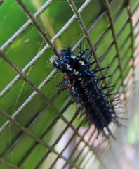 Doleschallia bisaltide australis