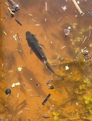 Cyprinus carpio