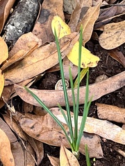Crocus sativus