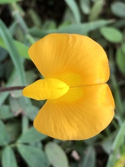 Arachis pintoi