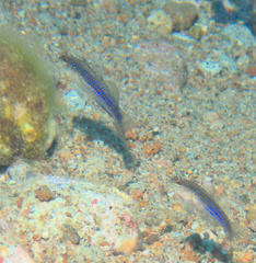 Asterropteryx striata