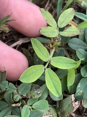 Arachis pintoi