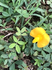 Arachis pintoi