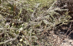 Vachellia tortuosa