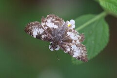 Chiomara georgina
