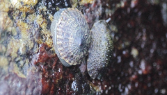 Siphonaria lessonii