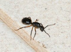 Camponotus renggeri
