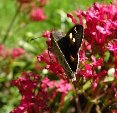 Trapezites phigalioides