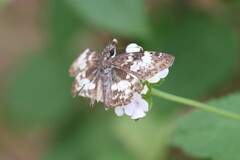 Chiomara georgina