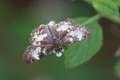 Chiomara georgina