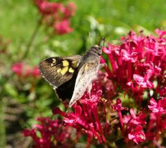 Trapezites phigalioides