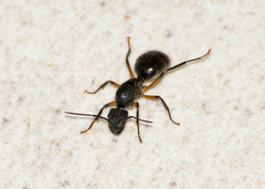 Camponotus renggeri