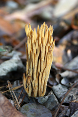 Phaeoclavulina flaccida