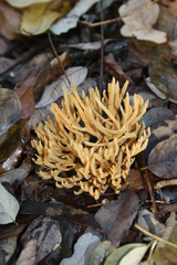 Phaeoclavulina flaccida