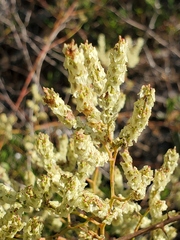 Polygonella polygama