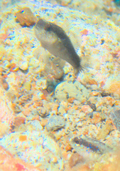 Asterropteryx striata