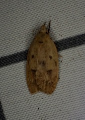 Machimia tentoriferella