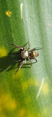 Salticinae
