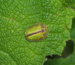 Physonota nitidicollis