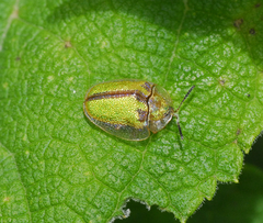 Physonota nitidicollis